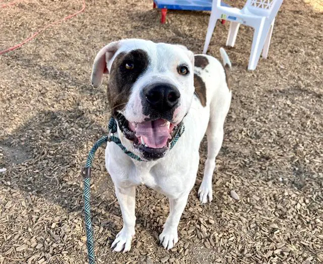Penny - American Pit Bull Terrier