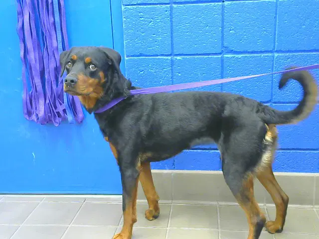 Charlotte - Rottweiler