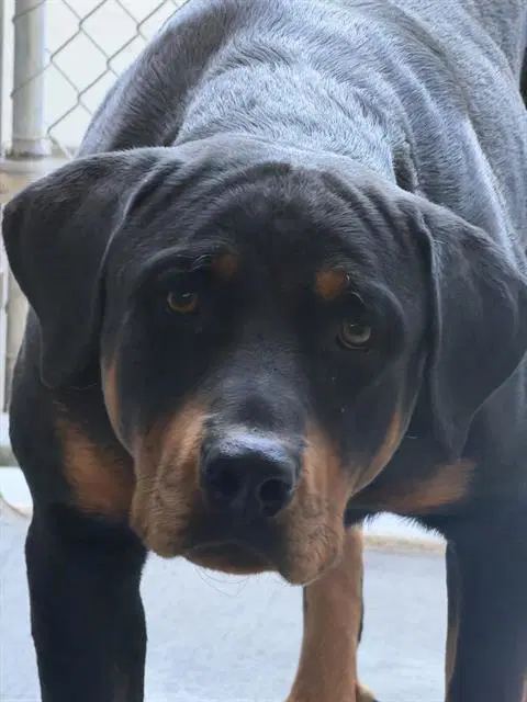 Charlotte - Rottweiler