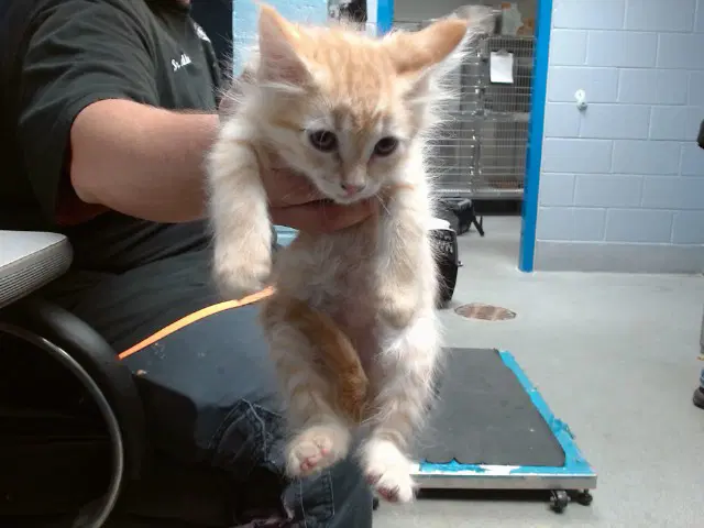 Galaxy - Domestic Short Hair