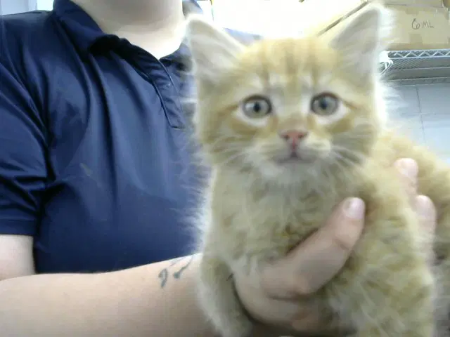 Kyle - Domestic Short Hair