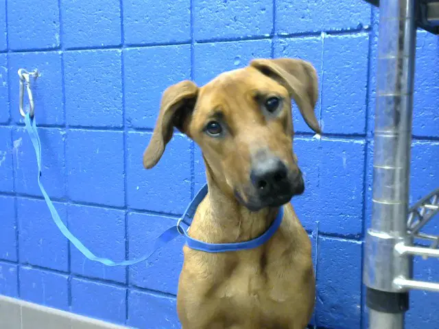 Booker - Redbone Coonhound