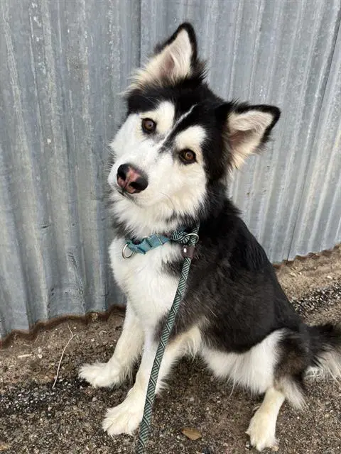 Axel - Husky
