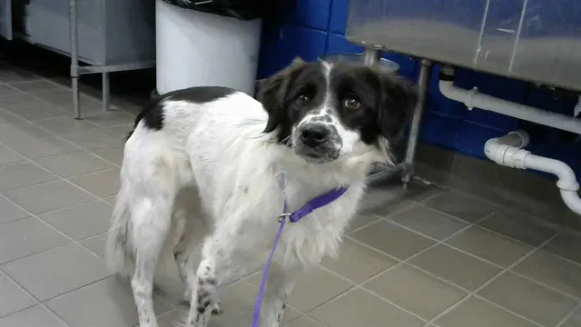 Sage - Border Collie