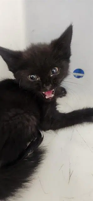 Animal - Domestic Short Hair