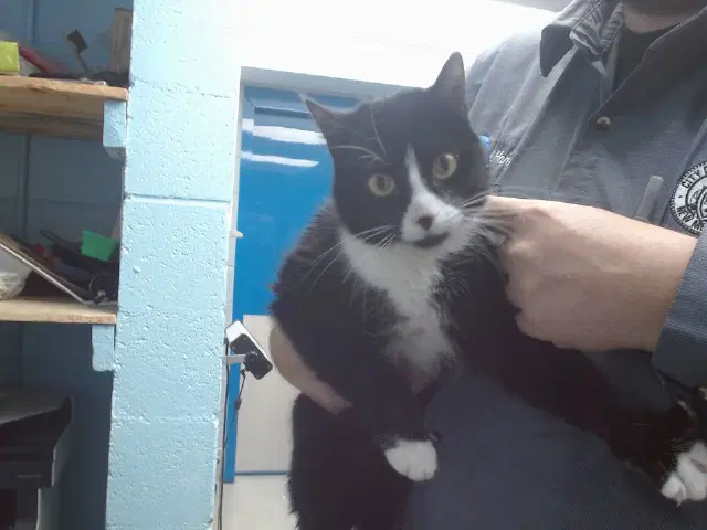 Chloe - Domestic Short Hair