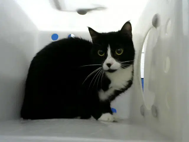 Chloe - Domestic Short Hair