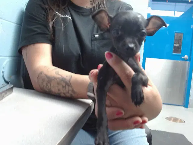 Spoink - Chihuahua