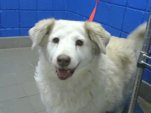 Tally - Golden Retriever
