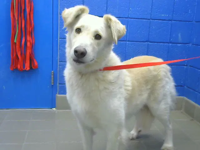 Timber - Golden Retriever