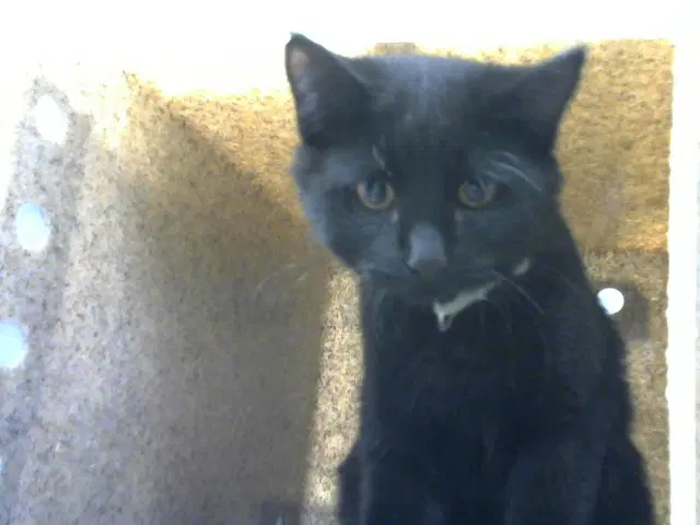 Miche - Domestic Short Hair