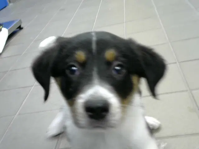 Sarge - Australian Cattle Dog/Blue Heeler