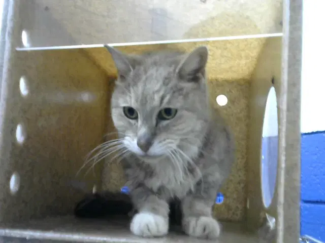 Jade - Domestic Short Hair