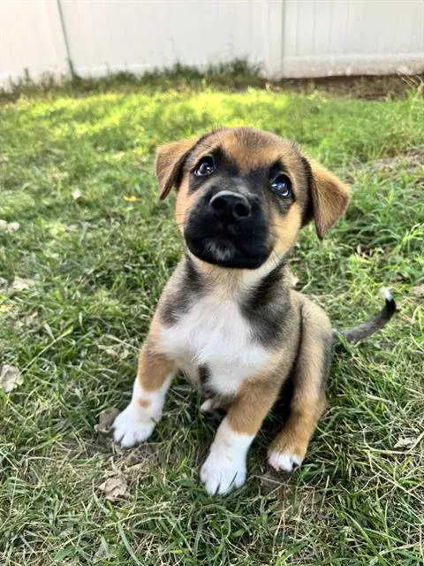 Billy - Australian Cattle Dog/Blue Heeler