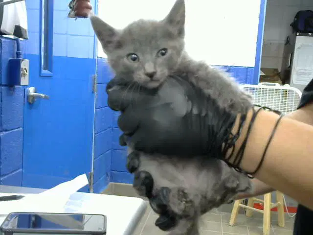 Funnelcake - Domestic Short Hair