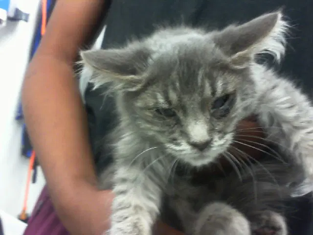 Aspen - Domestic Short Hair