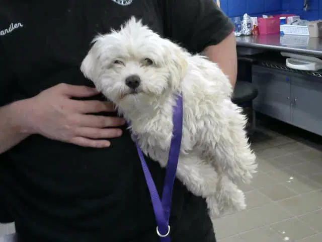 Paddington - Poodle (Miniature)