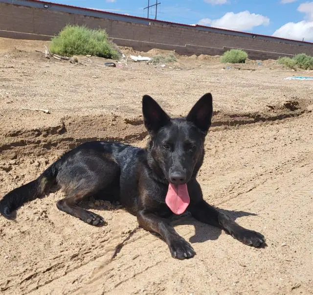 Kate - German Shepherd Dog