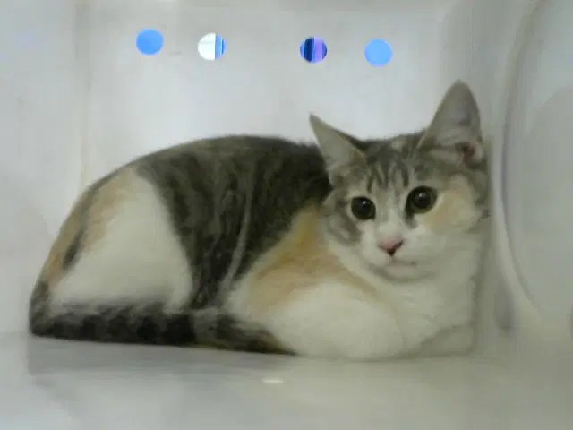 Eileen - Domestic Short Hair