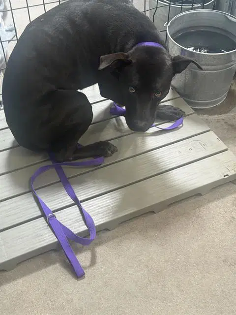 Batty - Pit Bull Terrier