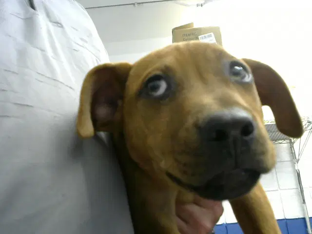 Spooky - Pit Bull Terrier