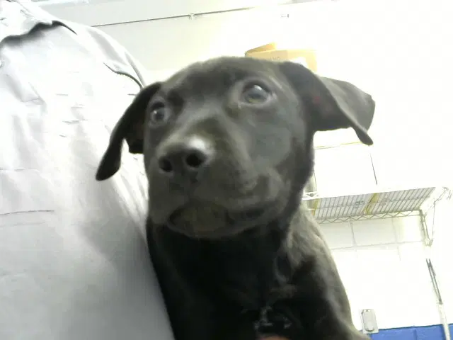 Skeleton - Pit Bull Terrier
