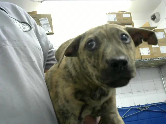 Witchy - Pit Bull Terrier