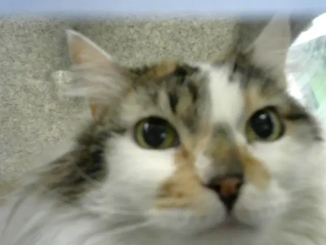 Spirit - Domestic Long Hair