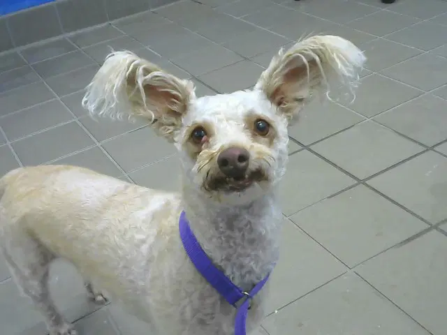 Ferrer - Poodle (Miniature)
