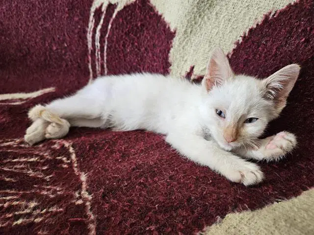 Nub - Domestic Short Hair
