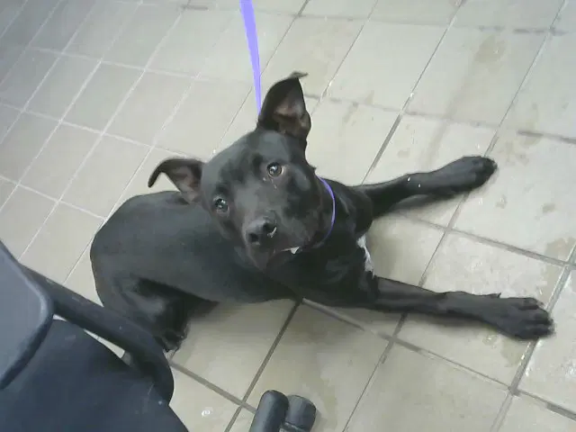 Markl - American Pit Bull Terrier