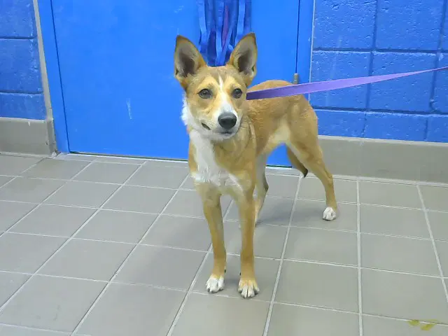 Neveah - Australian Cattle Dog/Blue Heeler