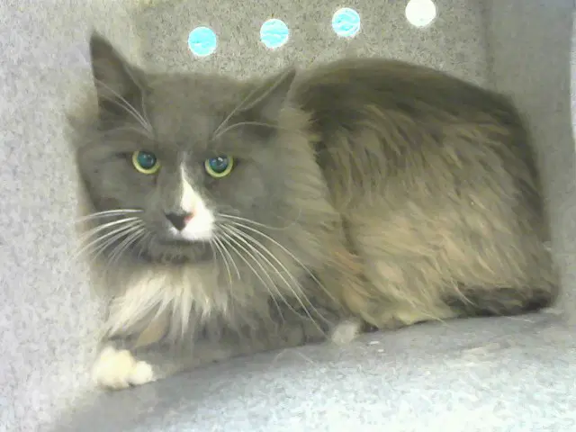 Ulysses - Domestic Long Hair