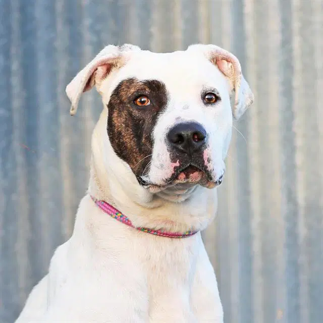 Penny - American Pit Bull Terrier