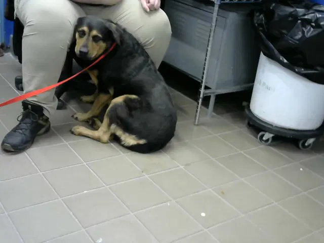 Izzy - Rottweiler
