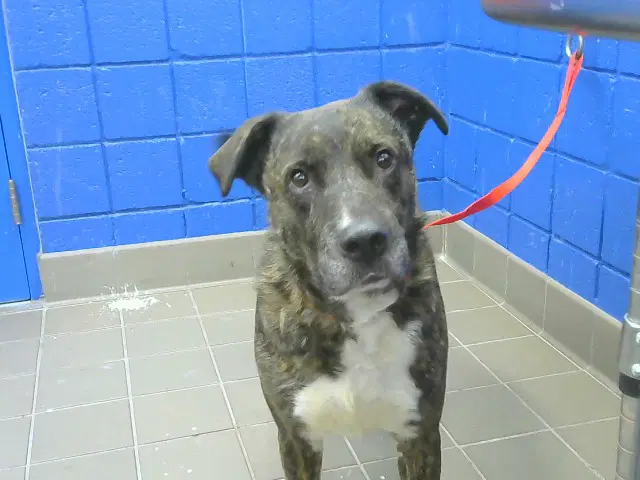 Batzu - American Bulldog