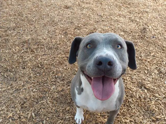 Mia - American Pit Bull Terrier