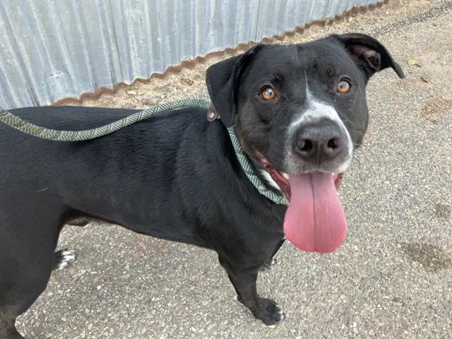 Harley - American Pit Bull Terrier