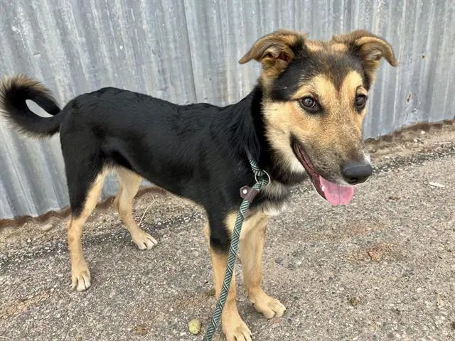 Calcifer - German Shepherd Dog