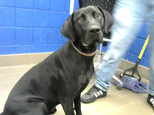 Grendi - Labrador Retriever