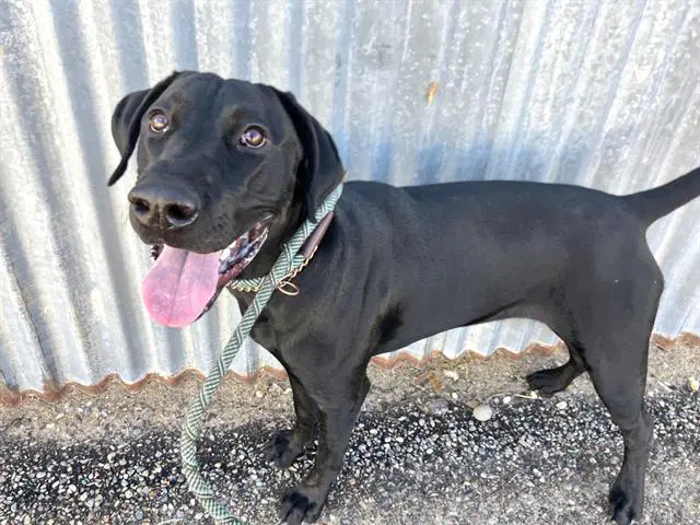 Grendi - Labrador Retriever