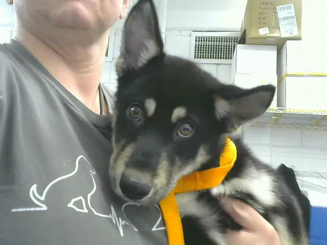 Pumba - German Shepherd Dog