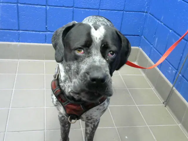 Oreo - Mastiff