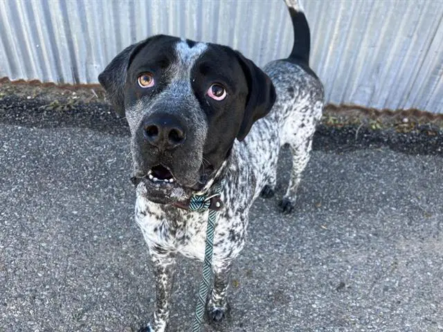 Oreo - Mastiff