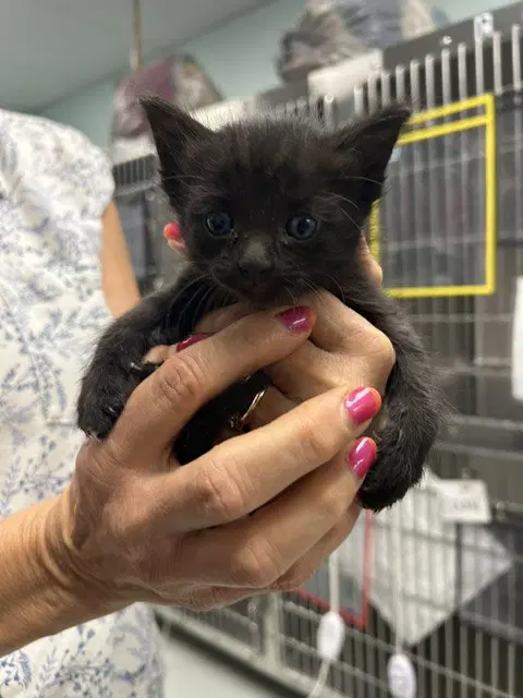 Tess - Domestic Short Hair