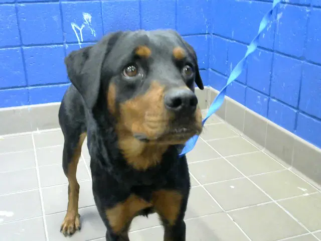 Sasha - Rottweiler