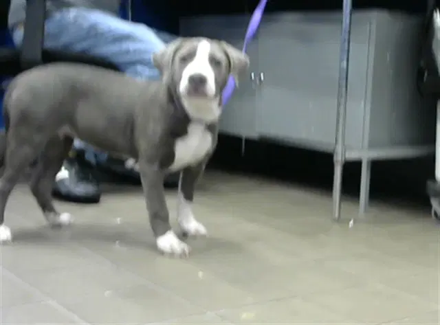 Remi - Pit Bull Terrier