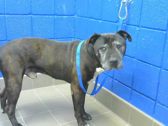 Moomoo - American Pit Bull Terrier