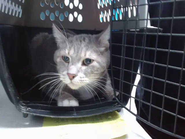 Unknown - Domestic Short Hair