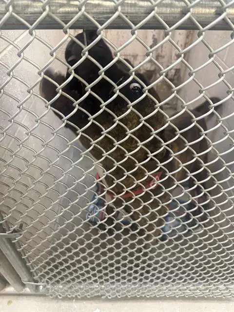 Bailor - Cane Corso Mastiff